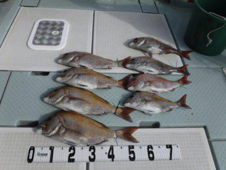 遊漁船 幸友丸 釣果