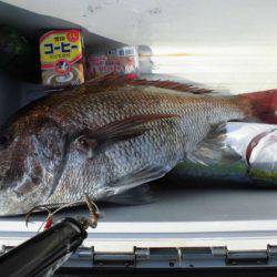 大進丸（新潟） 釣果