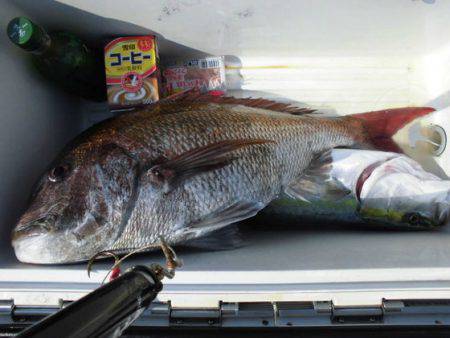 大進丸（新潟） 釣果