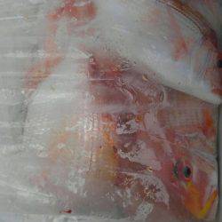 遊漁船 新鋭丸 釣果