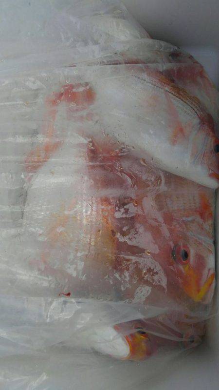 遊漁船 新鋭丸 釣果