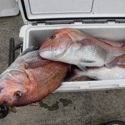 大進丸(新潟) 釣果