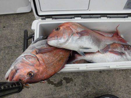 大進丸(新潟) 釣果