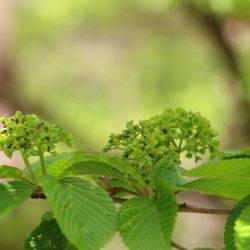 小菅トラウトガーデン 釣果