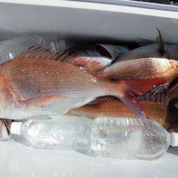 大進丸(新潟) 釣果