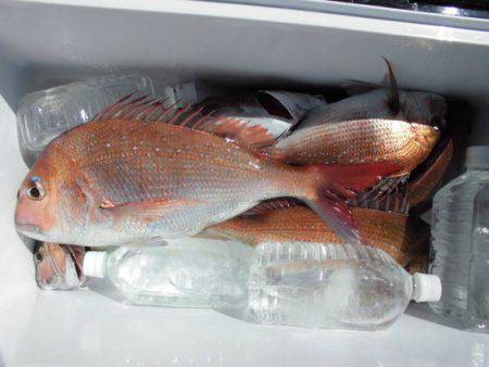 大進丸(新潟) 釣果