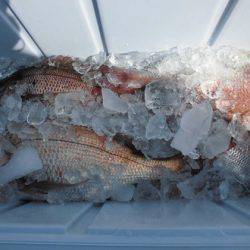 大進丸（新潟） 釣果