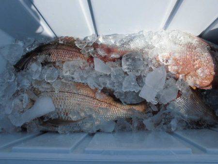 大進丸（新潟） 釣果