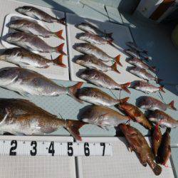 遊漁船 幸友丸 釣果