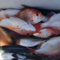 遊漁船 新鋭丸 釣果