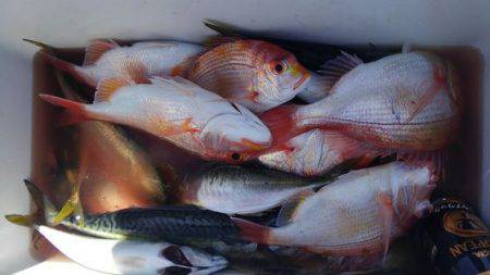 遊漁船 新鋭丸 釣果