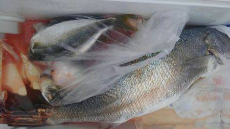 遊漁船 新鋭丸 釣果