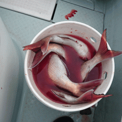 遊漁船ブルーウッズ 釣果