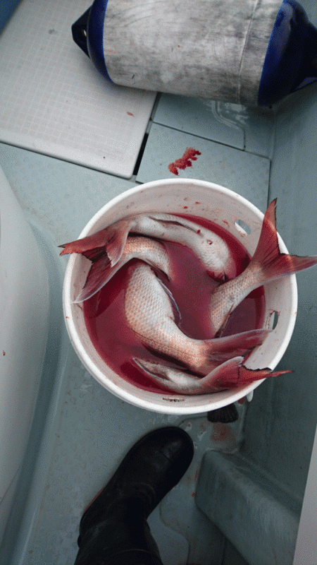 遊漁船ブルーウッズ 釣果