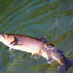 小菅トラウトガーデン 釣果