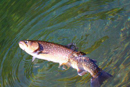 小菅トラウトガーデン 釣果