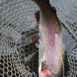 小菅トラウトガーデン 釣果