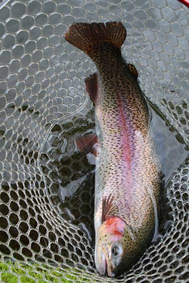 小菅トラウトガーデン 釣果