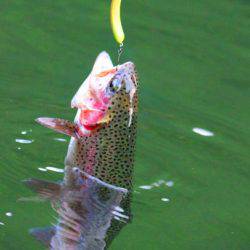 小菅トラウトガーデン 釣果