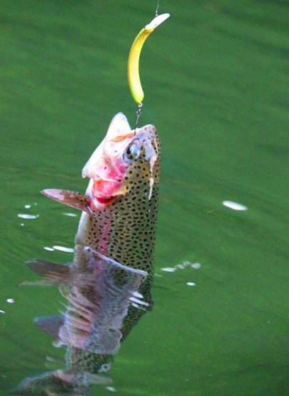 小菅トラウトガーデン 釣果