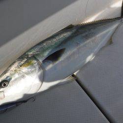 BlueNote Fishing Taxi 釣果