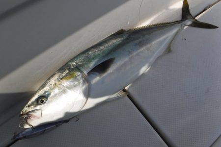 BlueNote Fishing Taxi 釣果