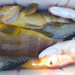 遊漁船 新鋭丸 釣果