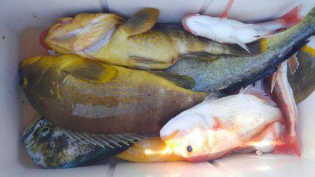 遊漁船 新鋭丸 釣果