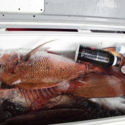 大進丸(新潟) 釣果