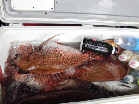 大進丸(新潟) 釣果