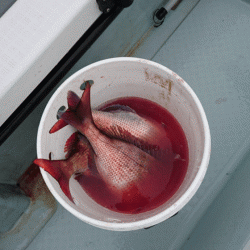 遊漁船ブルーウッズ 釣果