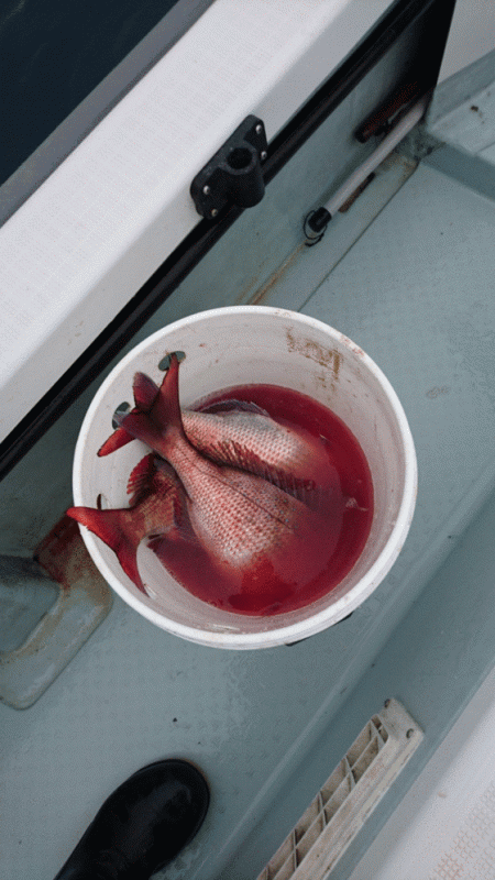 遊漁船ブルーウッズ 釣果