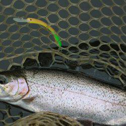 小菅トラウトガーデン 釣果