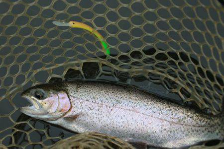 小菅トラウトガーデン 釣果