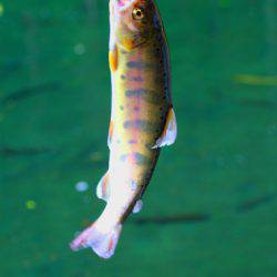 小菅トラウトガーデン 釣果