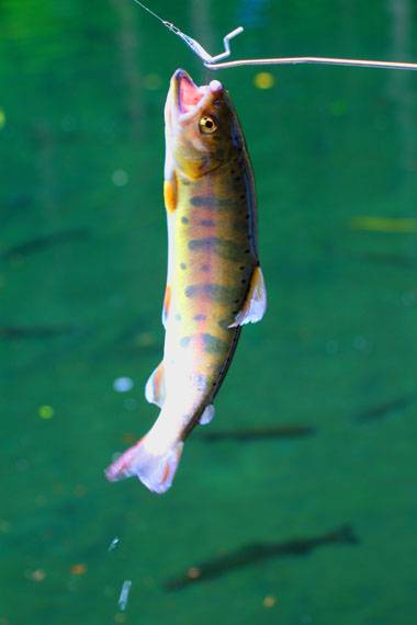 小菅トラウトガーデン 釣果