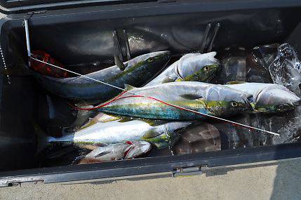 八海丸 釣果
