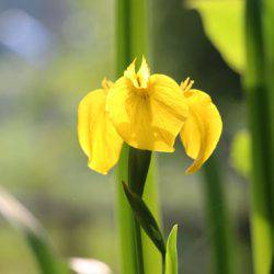 小菅トラウトガーデン 釣果