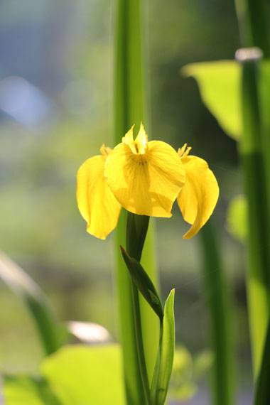 小菅トラウトガーデン 釣果