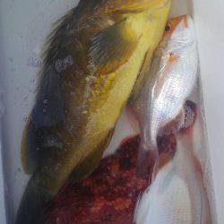 遊漁船 新鋭丸 釣果