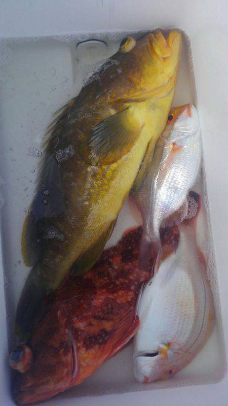 遊漁船 新鋭丸 釣果