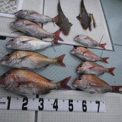 遊漁船 幸友丸 釣果