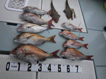 遊漁船 幸友丸 釣果