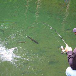 小菅トラウトガーデン 釣果