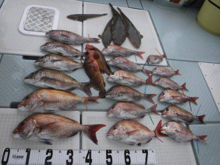 遊漁船 幸友丸 釣果