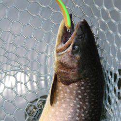 小菅トラウトガーデン 釣果