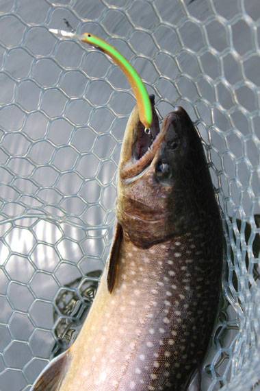 小菅トラウトガーデン 釣果