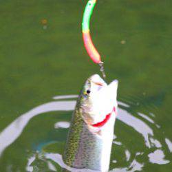 小菅トラウトガーデン 釣果