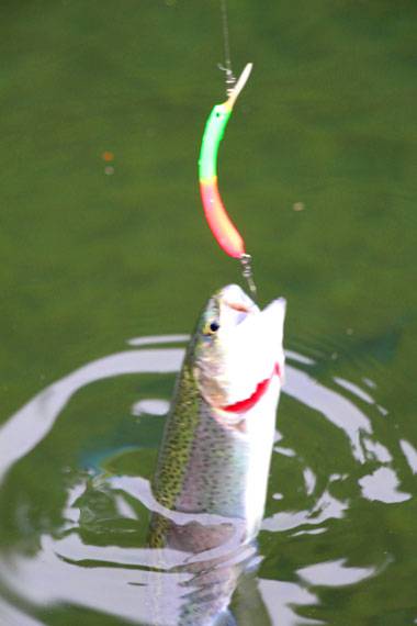 小菅トラウトガーデン 釣果