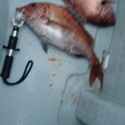 遊漁船ブルーウッズ 釣果